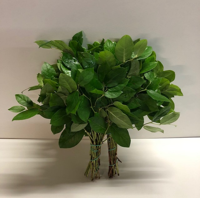 Leaf salal tip.jpg